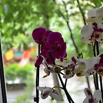Apartament Orchidea Centrum