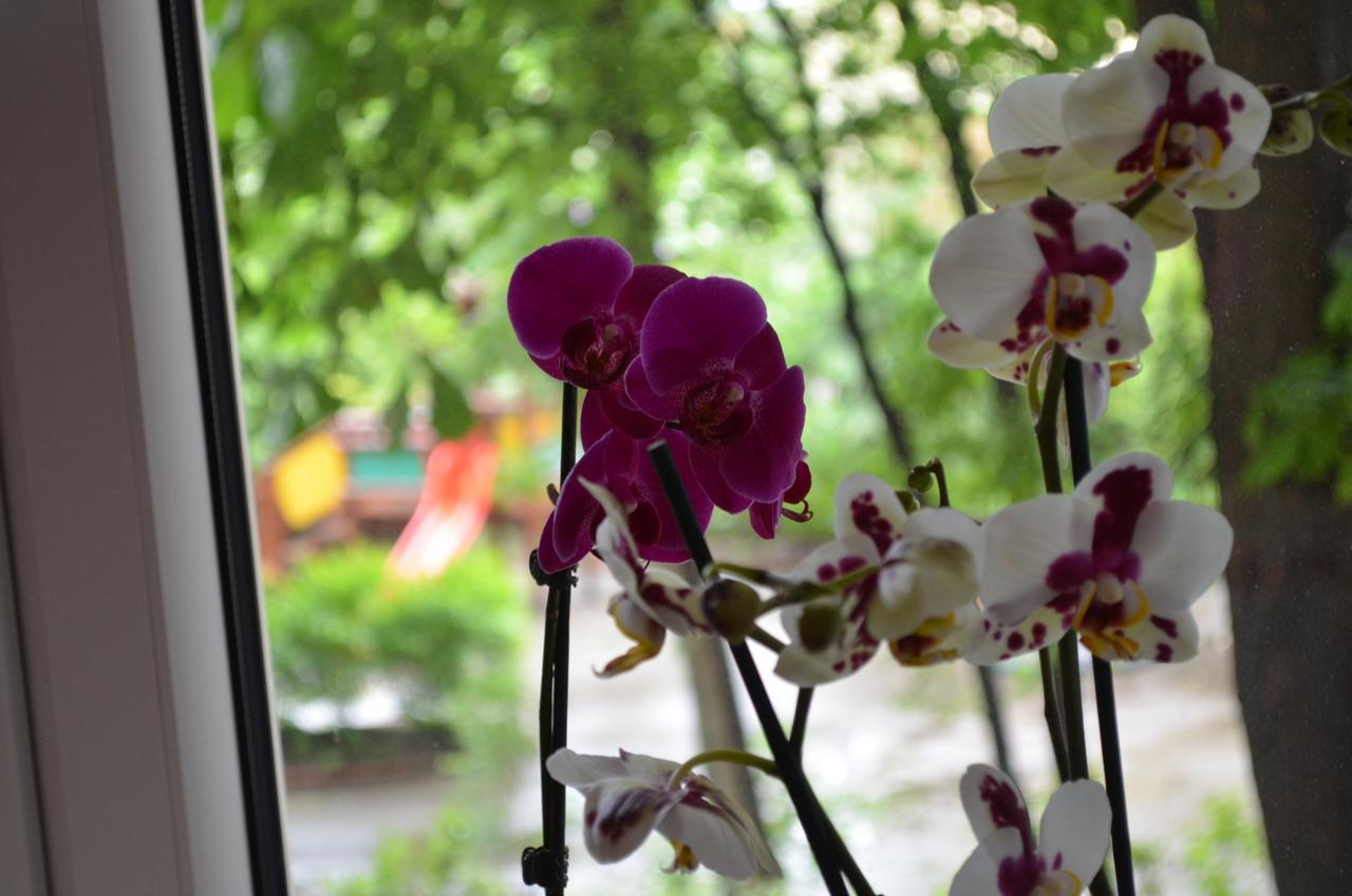 Orchidea Centrum * Warschau